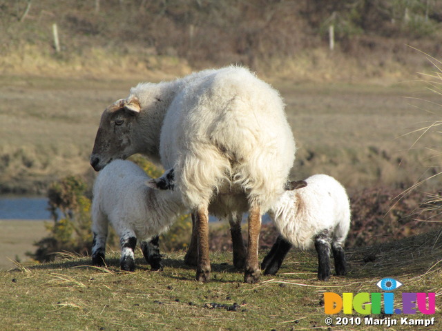 SX12874 Two white lambs drinking at mother sheep